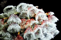Social Feather Duster Worms swaying gently in the current... by Brian Mayes 